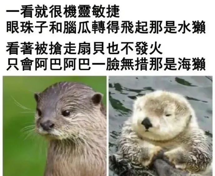 “前夫扒虾，现任把尿！？”大S尴尬：小S求求你闭嘴吧！